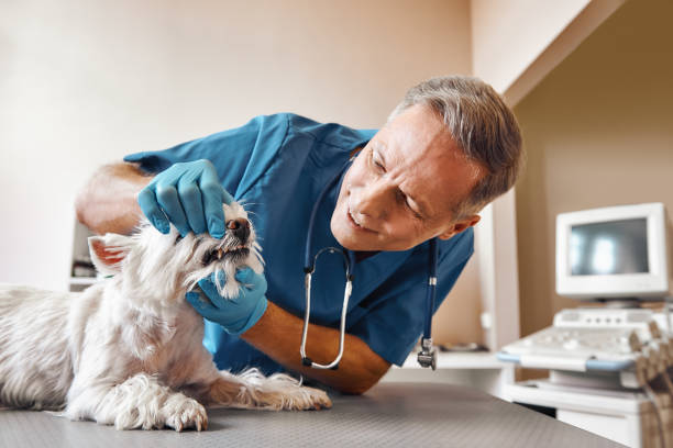 Best Emergency Treatment for Dental Infections or Abscesses in Grosse Pointe Park, MI